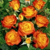 Розы флорибунда