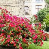 Удачное соседство: как правильно сочетать цветы на клумбе 